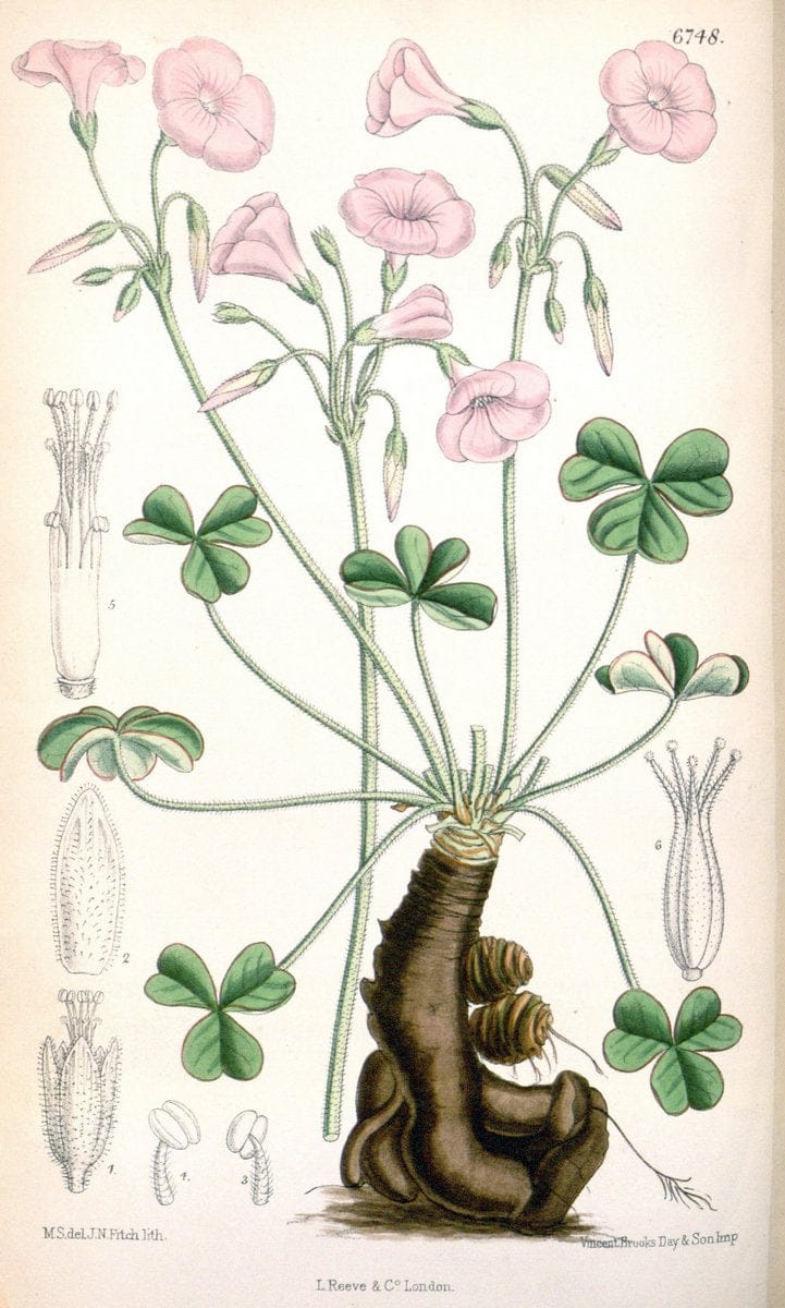 Curtis's botanical magazine. London ; New York [etc.] :Academic Press [etc.]. | "Botanical illustration" Botany Periodicals "Pictorial works" "Plants, Ornamental"  | Vintage Print Reproduction 457633