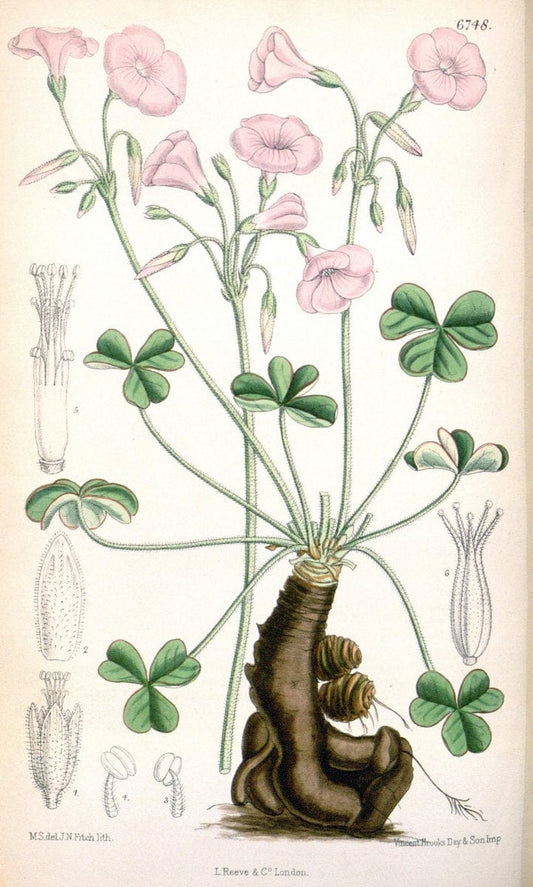 Curtis's botanical magazine. London ; New York [etc.] :Academic Press [etc.]. | "Botanical illustration" Botany Periodicals "Pictorial works" "Plants, Ornamental"  | Vintage Print Reproduction 457633