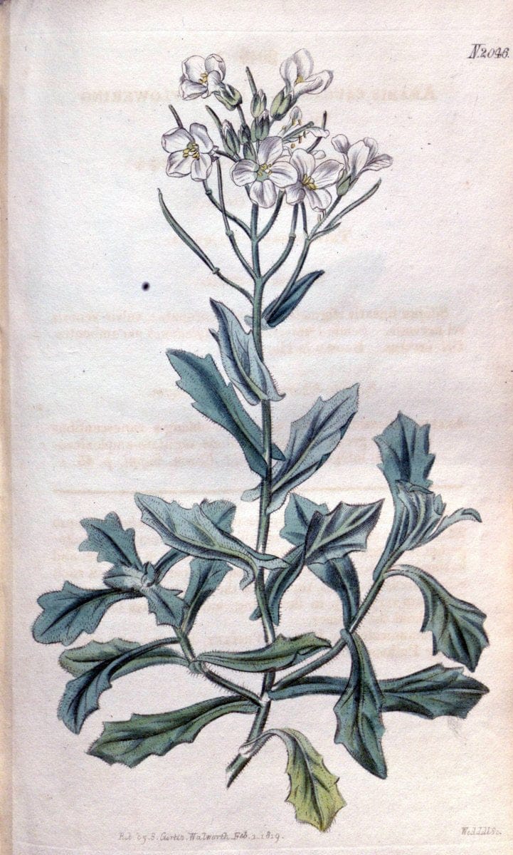 Curtis's botanical magazine. London ; New York [etc.] :Academic Press [etc.]. | "Botanical illustration" Botany Periodicals "Pictorial works" "Plants, Ornamental"  | Vintage Print Reproduction 457634