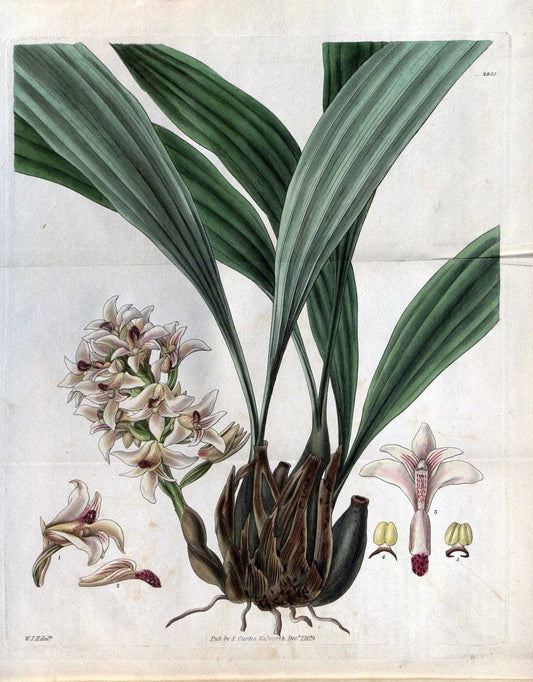 Curtis's botanical magazine. London ; New York [etc.] :Academic Press [etc.]. | "Botanical illustration" Botany Periodicals "Pictorial works" "Plants, Ornamental"  | Vintage Print Reproduction 457636