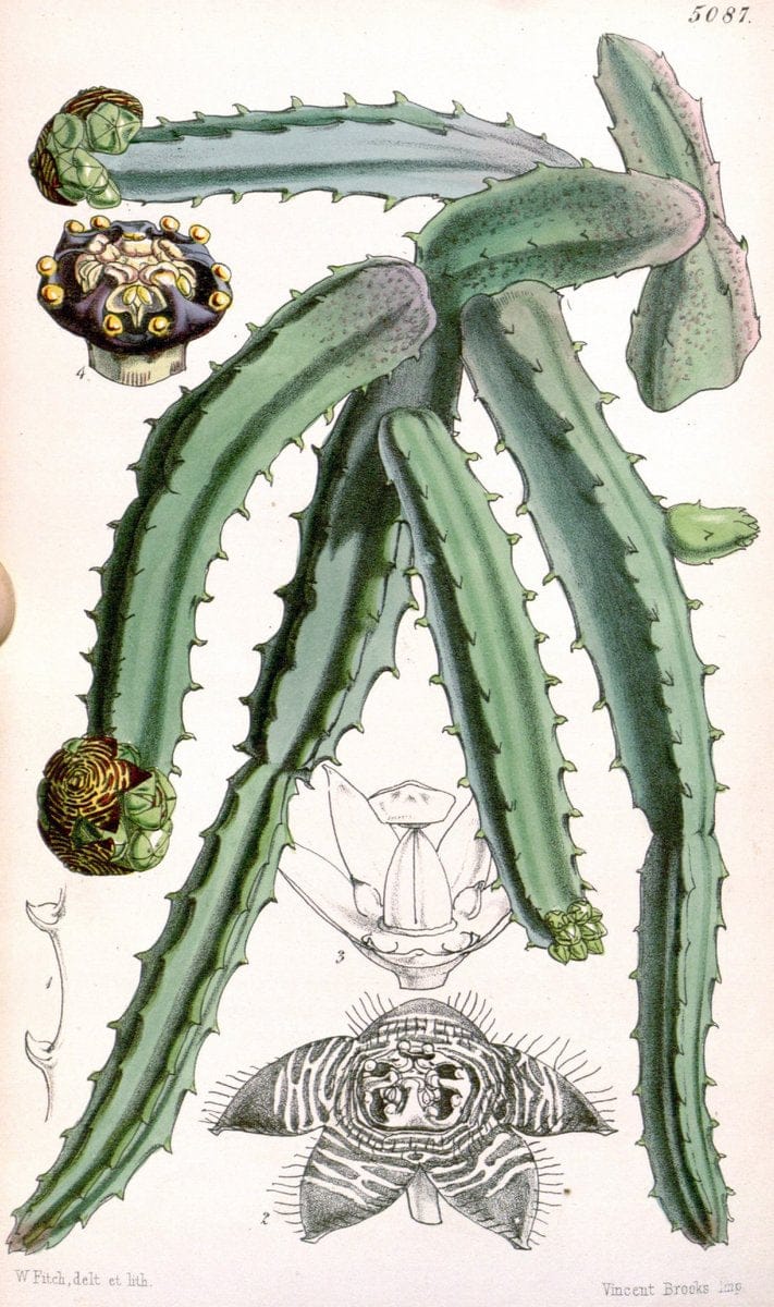 Curtis's botanical magazine. London ; New York [etc.] :Academic Press [etc.]. | "Botanical illustration" Botany Periodicals "Pictorial works" "Plants, Ornamental"  | Vintage Print Reproduction 457637