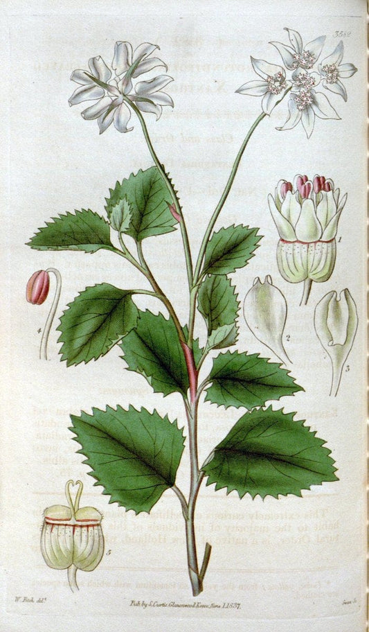 Curtis's botanical magazine. London ; New York [etc.] :Academic Press [etc.]. | "Botanical illustration" Botany Periodicals "Pictorial works" "Plants, Ornamental"  | Vintage Print Reproduction 457638
