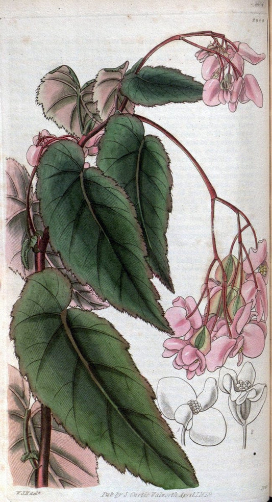 Curtis's botanical magazine. London ; New York [etc.] :Academic Press [etc.]. | "Botanical illustration" Botany Periodicals "Pictorial works" "Plants, Ornamental"  | Vintage Print Reproduction 457639