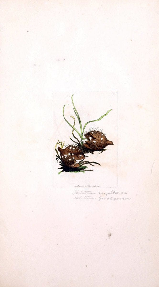 Coloured figures of English fungi or mushrooms. London,Printed by J. Davis,1797-[1809]. | England Mushrooms  | Vintage Print Reproduction 457640