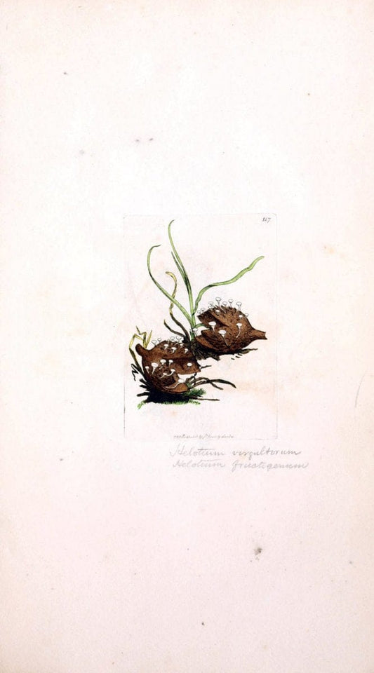 Coloured figures of English fungi or mushrooms. London,Printed by J. Davis,1797-[1809]. | England Mushrooms  | Vintage Print Reproduction 457640