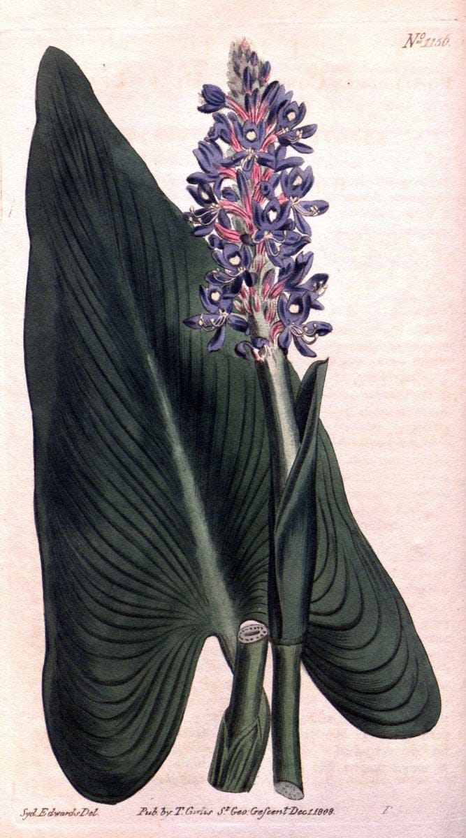 Curtis's botanical magazine. London ; New York [etc.] :Academic Press [etc.]. | "Botanical illustration" Botany Periodicals "Pictorial works" "Plants, Ornamental"  | Vintage Print Reproduction 457642