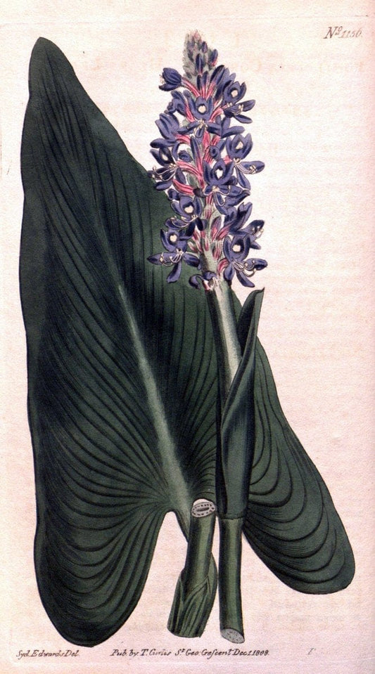 Curtis's botanical magazine. London ; New York [etc.] :Academic Press [etc.]. | "Botanical illustration" Botany Periodicals "Pictorial works" "Plants, Ornamental"  | Vintage Print Reproduction 457642