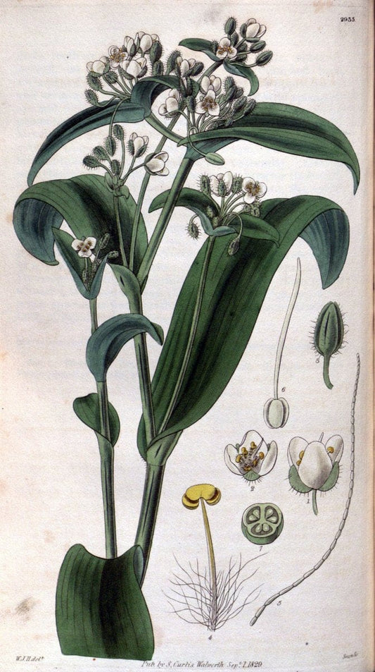 Curtis's botanical magazine. London ; New York [etc.] :Academic Press [etc.]. | "Botanical illustration" Botany Periodicals "Pictorial works" "Plants, Ornamental"  | Vintage Print Reproduction 457643