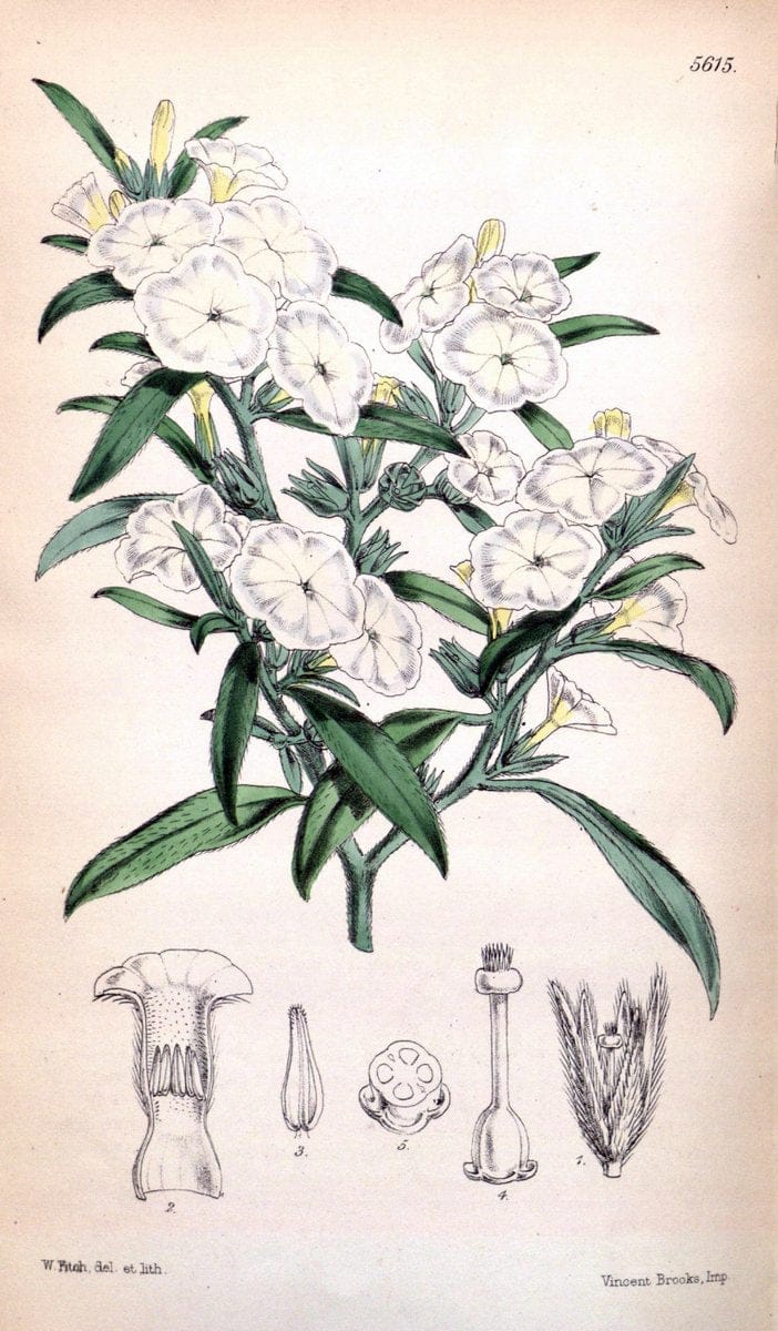 Curtis's botanical magazine. London ; New York [etc.] :Academic Press [etc.]. | "Botanical illustration" Botany Periodicals "Pictorial works" "Plants, Ornamental"  | Vintage Print Reproduction 457644