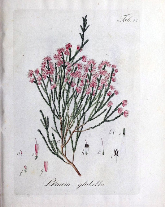Collectio plantarum tam exoticarum, quam indigenarum, cum delineatione, descriptione cul | Botany | Vintage Print Reproduction 457645