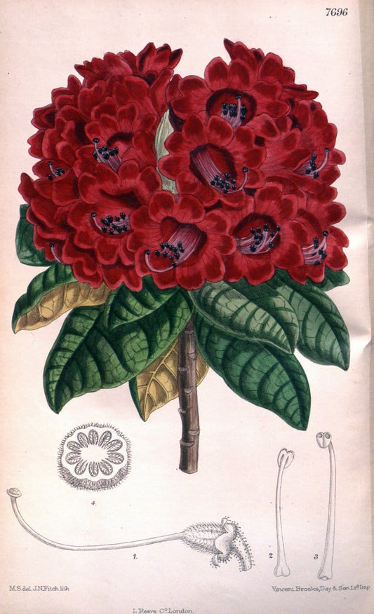 Curtis's botanical magazine. London ;New York [etc.] :Academic Press [etc.]. | Botany Periodicals "Pictorial works"  | Vintage Print Reproduction 457646