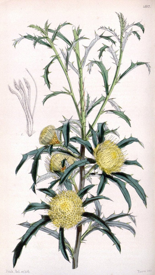 Curtis's botanical magazine. London ; New York [etc.] :Academic Press [etc.]. | "Botanical illustration" Botany Periodicals "Pictorial works" "Plants, Ornamental"  | Vintage Print Reproduction 457647