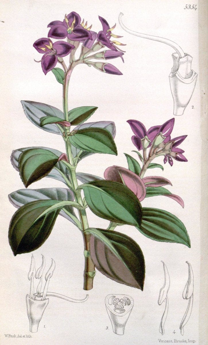 Curtis's botanical magazine. London ;New York [etc.] :Academic Press [etc.]. | Botany Periodicals "Pictorial works"  | Vintage Print Reproduction 457648