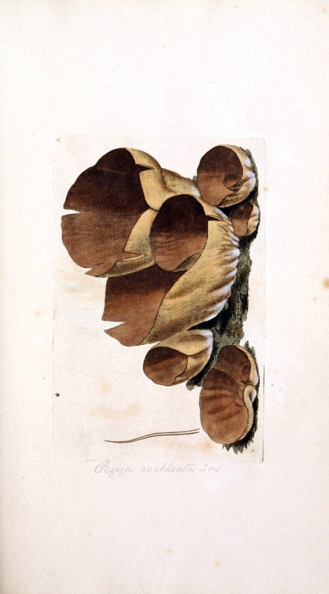 Coloured figures of English fungi or mushrooms. London,Printed by J. Davis,1797-[1809]. | England Mushrooms  | Vintage Print Reproduction 457649