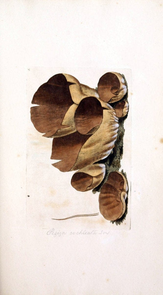 Coloured figures of English fungi or mushrooms. London,Printed by J. Davis,1797-[1809]. | England Mushrooms  | Vintage Print Reproduction 457649