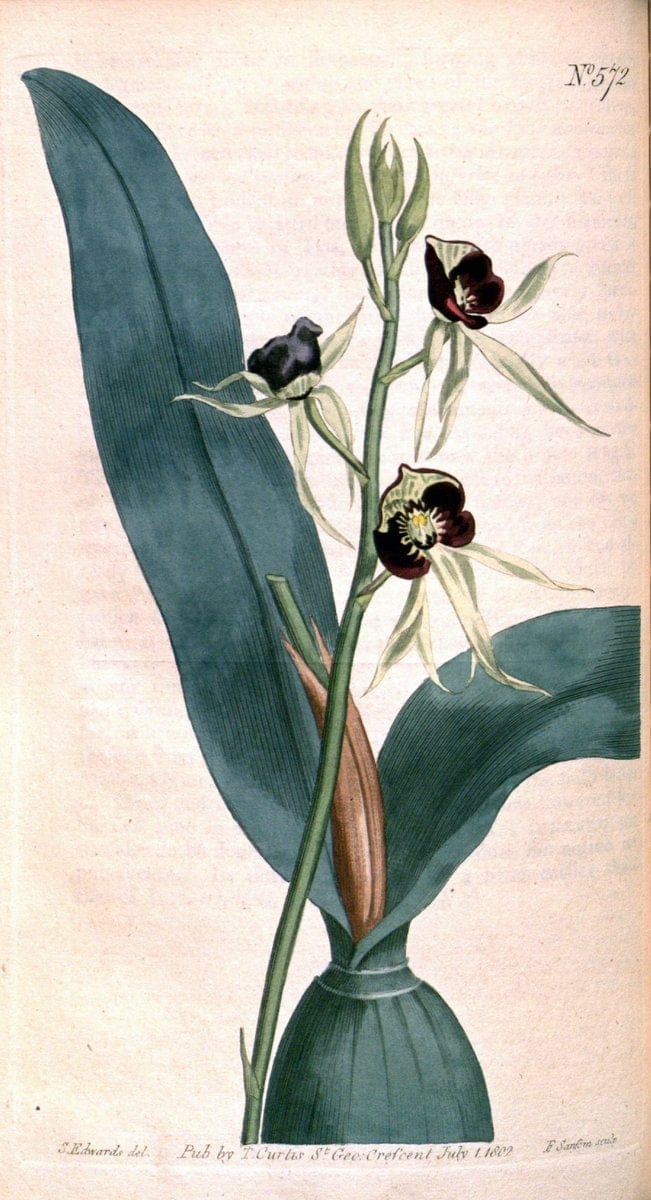 Curtis's botanical magazine. London ;New York [etc.] :Academic Press [etc.]. | Botany Periodicals "Pictorial works"  | Vintage Print Reproduction 457650