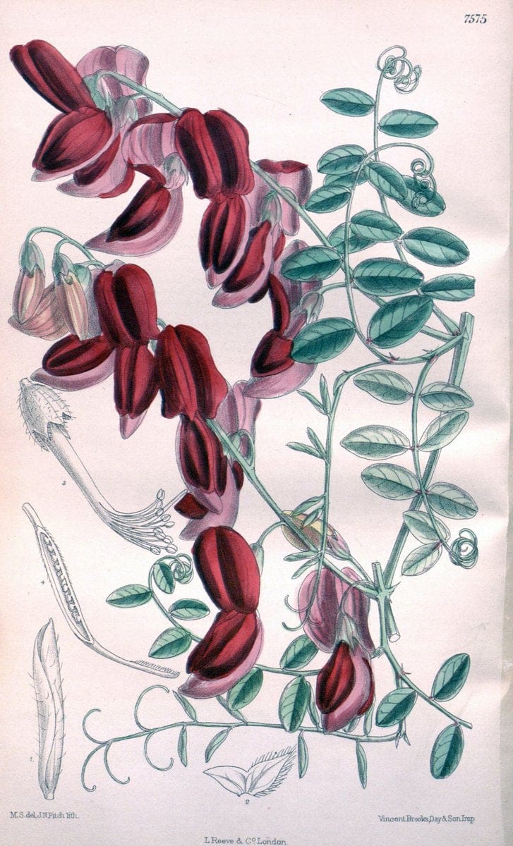 Curtis's botanical magazine. London ; New York [etc.] :Academic Press [etc.]. | "Botanical illustration" Botany Periodicals "Pictorial works" "Plants, Ornamental"  | Vintage Print Reproduction 457651