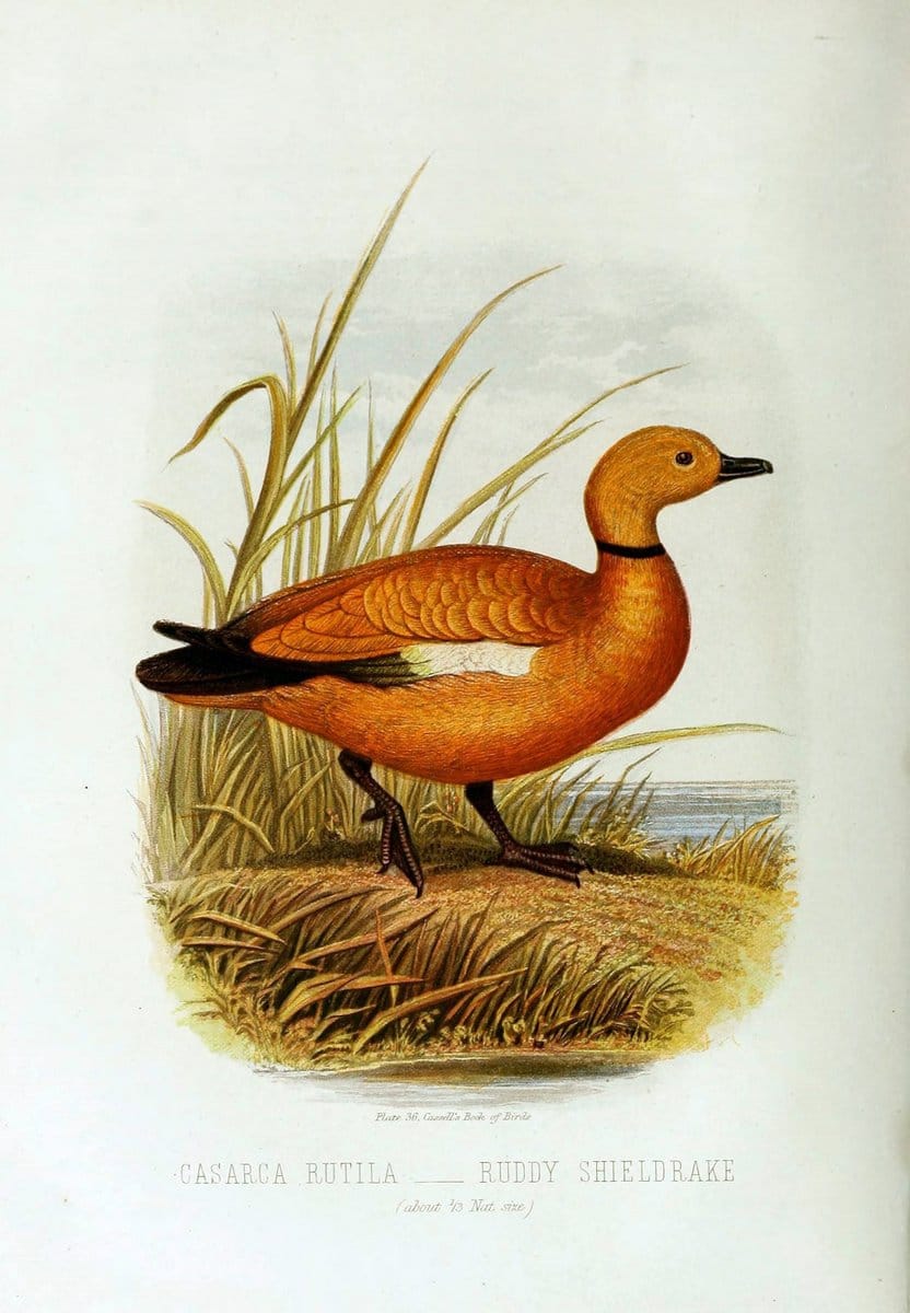 Cassell's book of birds :.London,Cassell, Petter and Galpin,[1875]. | Birds  | Vintage Print Reproduction 457652