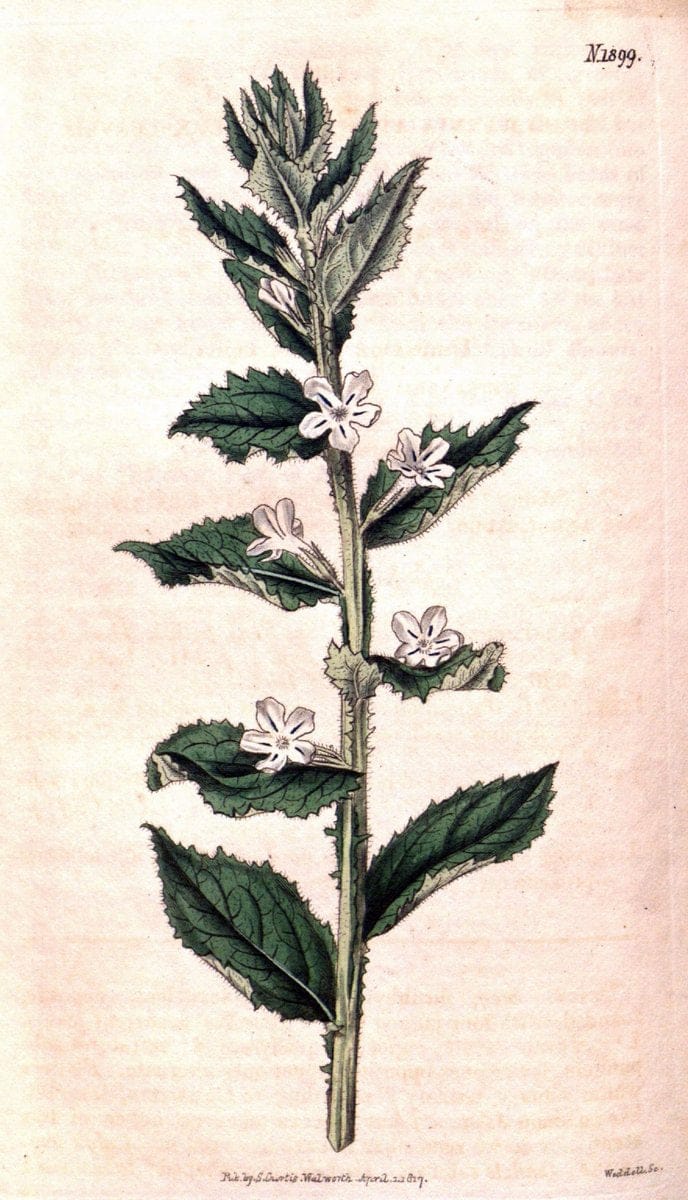 Curtis's botanical magazine. London ; New York [etc.] :Academic Press [etc.]. | "Botanical illustration" Botany Periodicals "Pictorial works" "Plants, Ornamental"  | Vintage Print Reproduction 457653