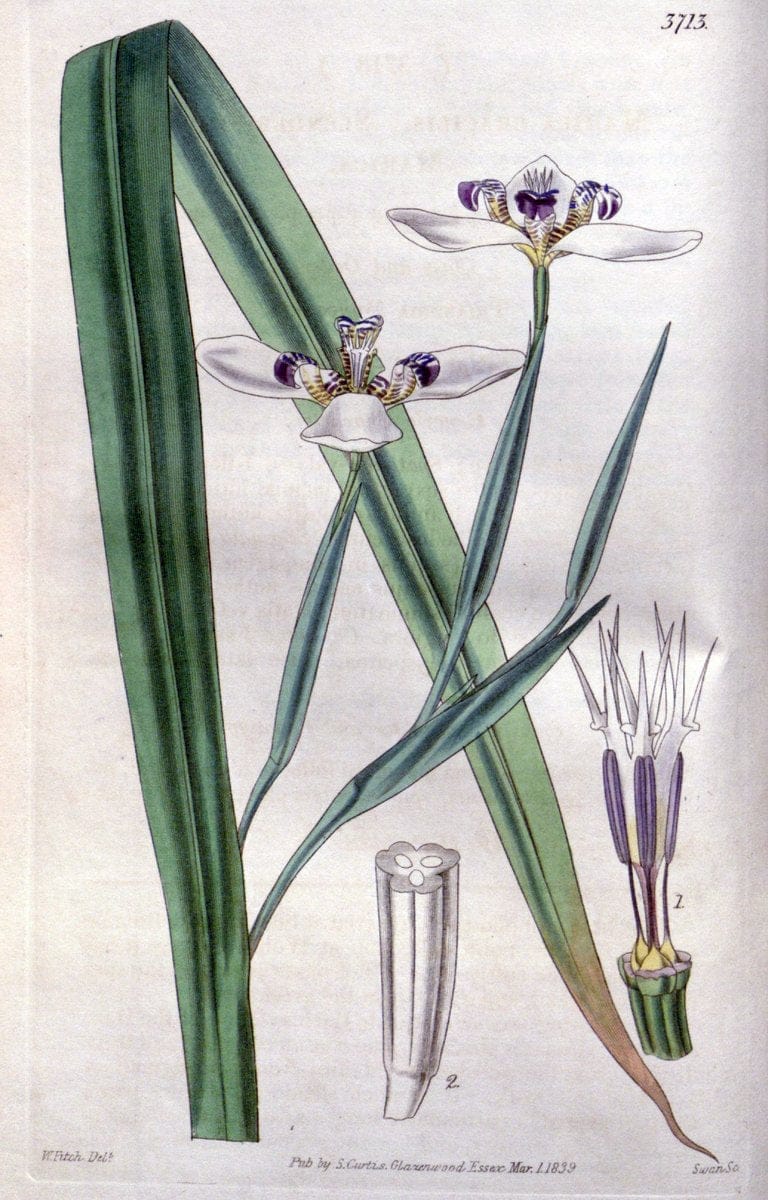 Curtis's botanical magazine..London ;New York [etc.] :Academic Press [etc.]. |  | Vintage Print Reproduction 457654