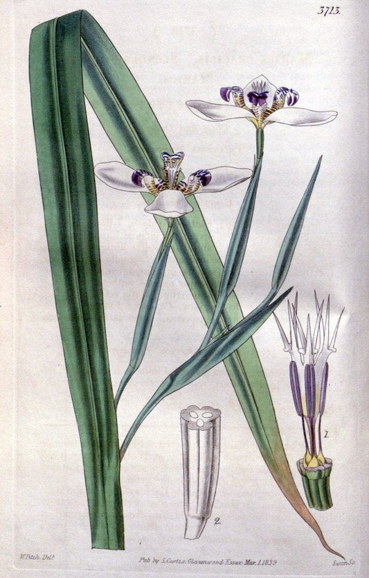 Curtis's botanical magazine..London ;New York [etc.] :Academic Press [etc.]. |  | Vintage Print Reproduction 457654
