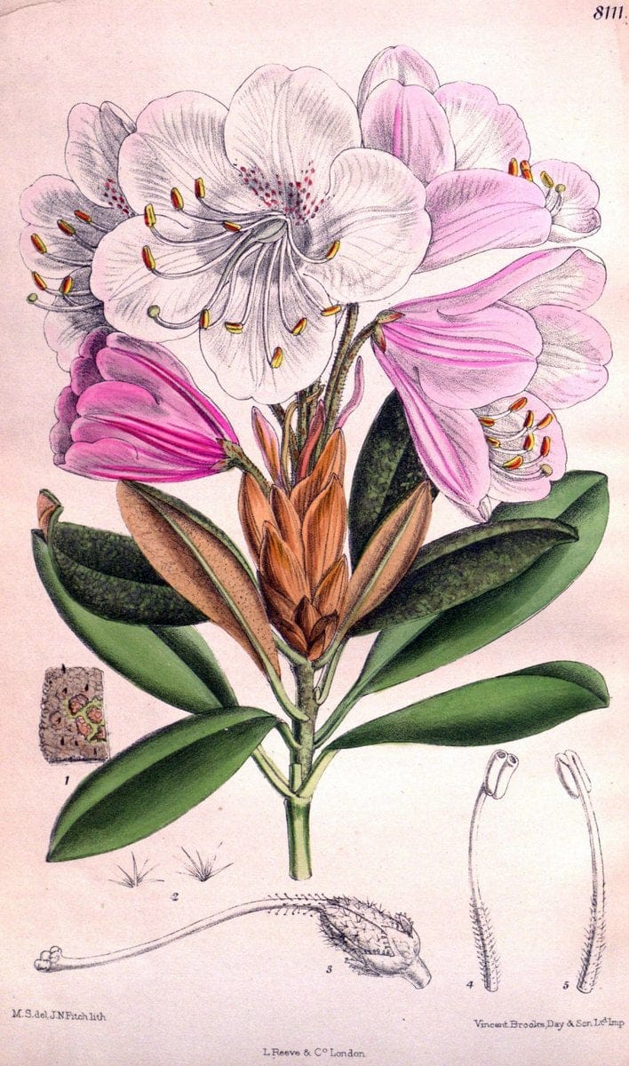 Curtis's botanical magazine. London ; New York [etc.] :Academic Press [etc.]. | "Botanical illustration" Botany Periodicals "Pictorial works" "Plants, Ornamental"  | Vintage Print Reproduction 457655