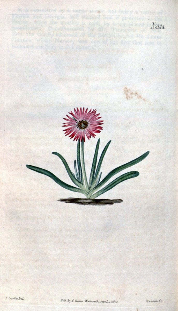 Curtis's botanical magazine. London ; New York [etc.] :Academic Press [etc.]. | "Botanical illustration" Botany Periodicals "Pictorial works" "Plants, Ornamental"  | Vintage Print Reproduction 457656