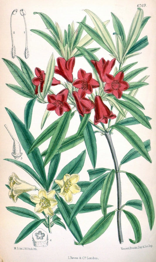 Curtis's botanical magazine. London ; New York [etc.] :Academic Press [etc.]. | "Botanical illustration" Botany Periodicals "Pictorial works" "Plants, Ornamental"  | Vintage Print Reproduction 457657