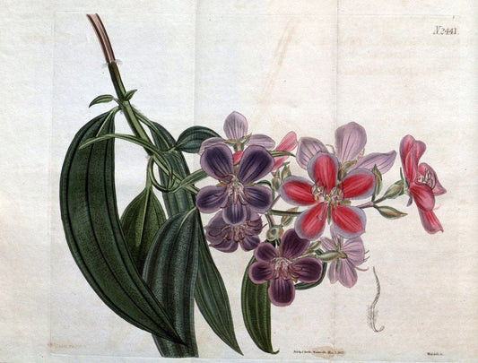 Curtis's botanical magazine. London ; New York [etc.] :Academic Press [etc.]. | "Botanical illustration" Botany Periodicals "Pictorial works" "Plants, Ornamental"  | Vintage Print Reproduction 457658