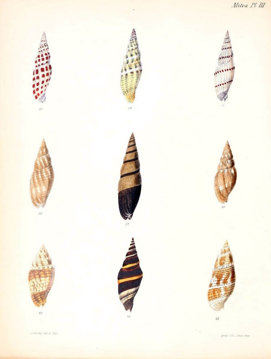 Conchologia iconica, or, Illustrations of the shells of molluscous animals /.London :Reeve, Brothers,1843-1878.  | Mollusks "Pictorial works" Shells | Vintage Print Reproduction 457659