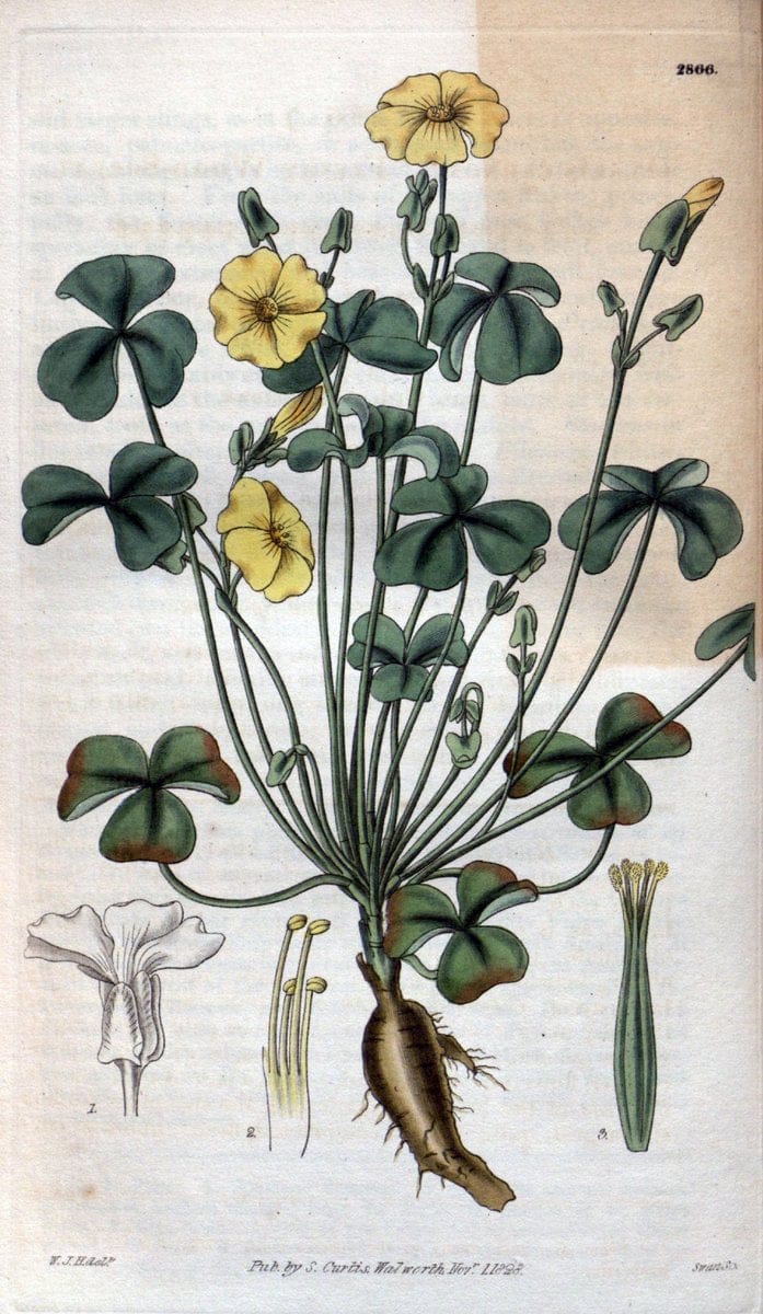 Curtis's botanical magazine. London ; New York [etc.] :Academic Press [etc.]. | "Botanical illustration" Botany Periodicals "Pictorial works" "Plants, Ornamental"  | Vintage Print Reproduction 457660