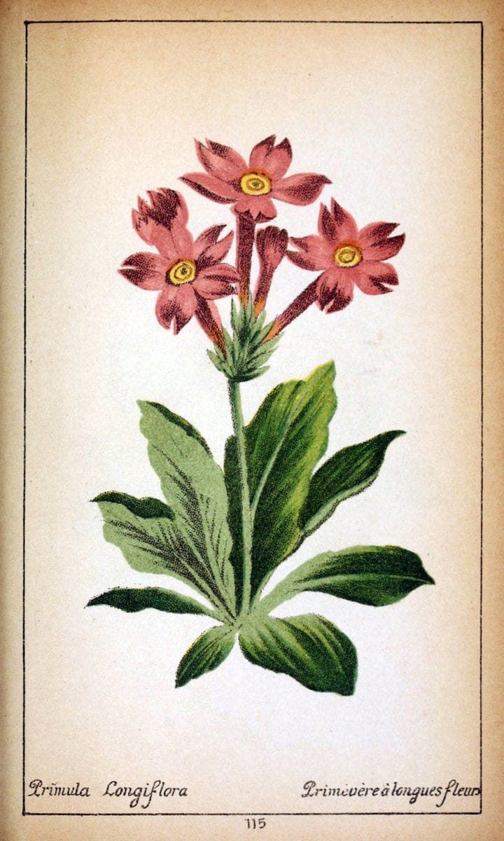 Choix de plantes de l'Europe centrale et particuliÃ¨rement de la Suisse et de la SavoieGe | Europe Central "Pictorial works" Plants "Savoy (France and Italy)" Switzerland  | Vintage Reproduction 457661