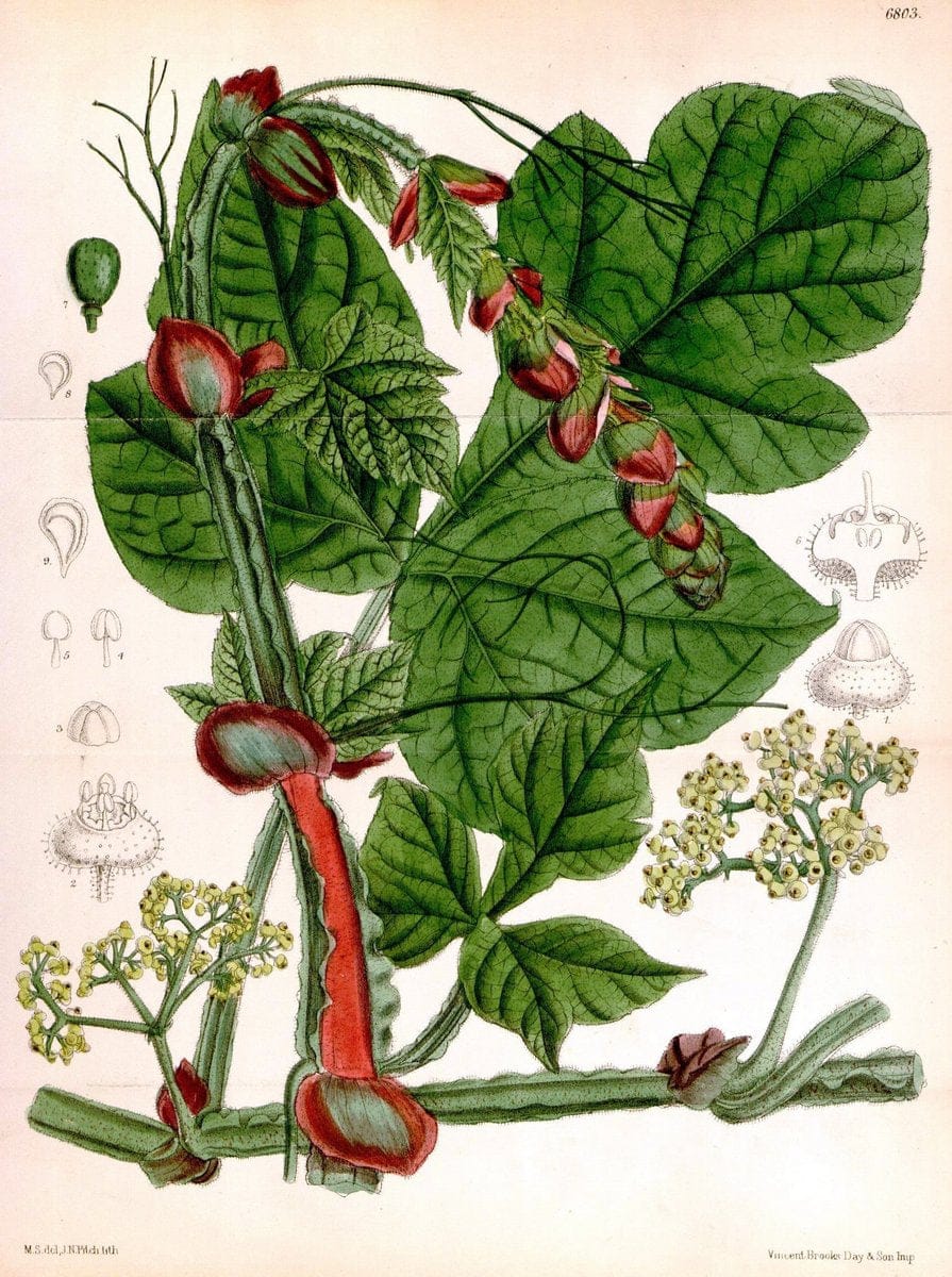 Curtis's botanical magazine. London ; New York [etc.] :Academic Press [etc.]. | "Botanical illustration" Botany Periodicals "Pictorial works" "Plants, Ornamental"  | Vintage Print Reproduction 457662