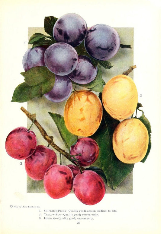 Chase fruit and flowers in natural colorsRochester, N.Y.,Chase brothers company[c1922] | Vintage Print Reproduction 457663