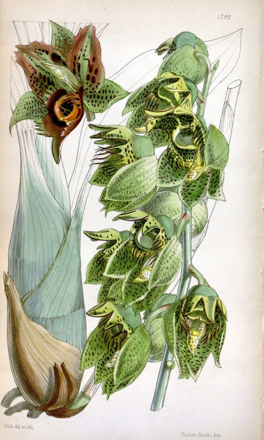 Curtis's botanical magazine. London ;New York [etc.] :Academic Press [etc.]. | Botany Periodicals "Pictorial works"  | Vintage Print Reproduction 457664