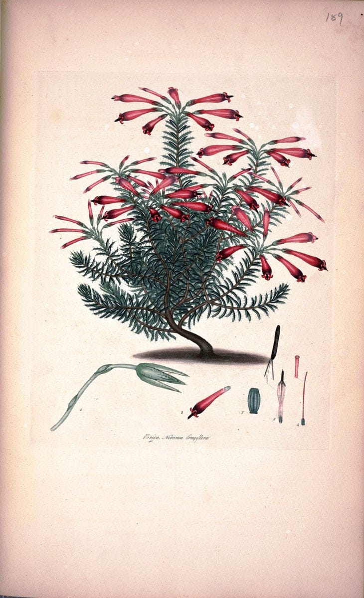 Coloured engravings of heaths :.London :Published by the Author. Printed by T. Bensley,1802-09 [1830]. |  | Vintage Print Reproduction 457665