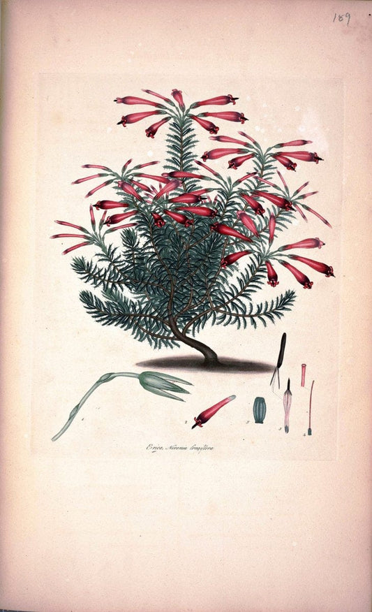 Coloured engravings of heaths :.London :Published by the Author. Printed by T. Bensley,1802-09 [1830]. |  | Vintage Print Reproduction 457665