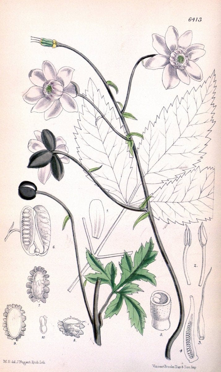 Curtis's botanical magazine. London ; New York [etc.] :Academic Press [etc.]. | "Botanical illustration" Botany Periodicals "Pictorial works" "Plants, Ornamental"  | Vintage Print Reproduction 457666