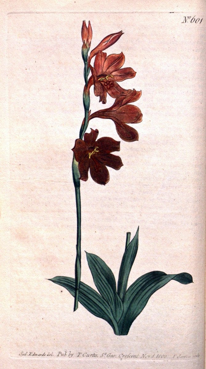 Curtis's botanical magazine. London ;New York [etc.] :Academic Press [etc.]. | Botany Periodicals "Pictorial works"  | Vintage Print Reproduction 457667