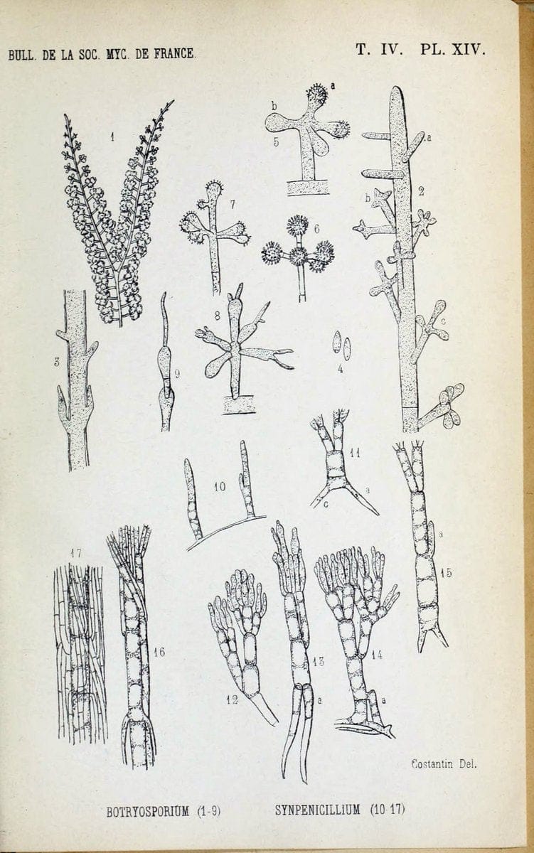Bulletin de la SociÃ©tÃ© mycologique de France.Epinal :La SociÃ©tÃ©,1885-1903.  | France Fungi Mycology Periodicals | Vintage Print Reproduction 457668