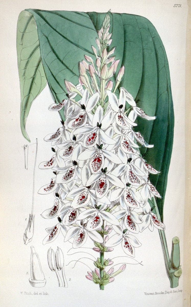 Curtis's botanical magazine. London ; New York [etc.] :Academic Press [etc.]. | "Botanical illustration" Botany Periodicals "Pictorial works" "Plants, Ornamental"  | Vintage Print Reproduction 457669