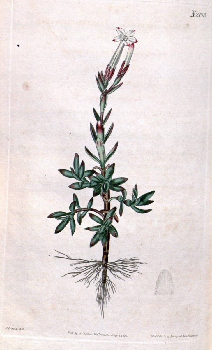 Curtis's botanical magazine. London ; New York [etc.] :Academic Press [etc.]. | "Botanical illustration" Botany Periodicals "Pictorial works" "Plants, Ornamental"  | Vintage Print Reproduction 457670