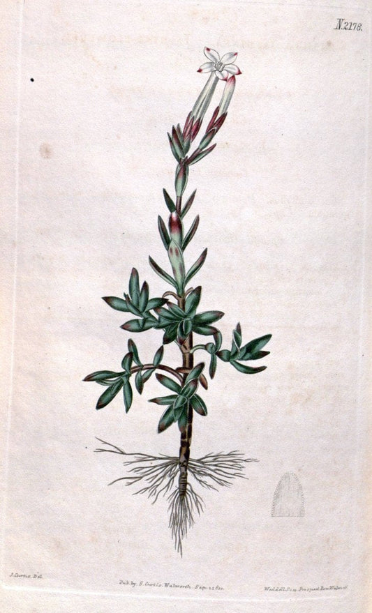 Curtis's botanical magazine. London ; New York [etc.] :Academic Press [etc.]. | "Botanical illustration" Botany Periodicals "Pictorial works" "Plants, Ornamental"  | Vintage Print Reproduction 457670