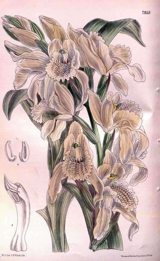 Curtis's botanical magazine. London ; New York [etc.] :Academic Press [etc.]. | "Botanical illustration" Botany Periodicals "Pictorial works" "Plants, Ornamental"  | Vintage Print Reproduction 457672