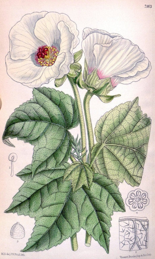Curtis's botanical magazine. London ; New York [etc.] :Academic Press [etc.]. | "Botanical illustration" Botany Periodicals "Pictorial works" "Plants, Ornamental"  | Vintage Print Reproduction 457673