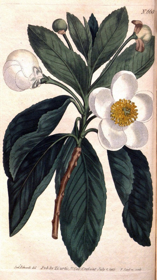 Curtis's botanical magazine. London ;New York [etc.] :Academic Press [etc.]. | Botany Periodicals "Pictorial works"  | Vintage Print Reproduction 457674