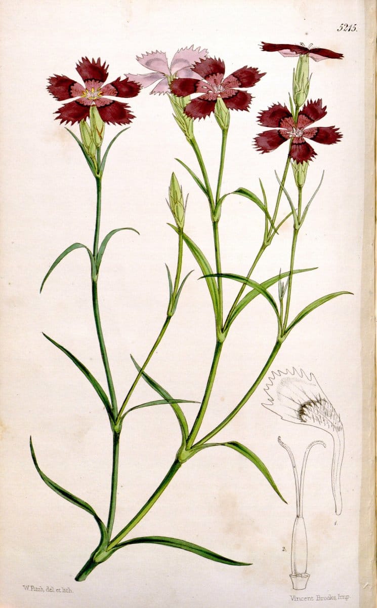 Curtis's botanical magazine. London ;New York [etc.] :Academic Press [etc.]. | Botany Periodicals "Pictorial works"  | Vintage Print Reproduction 457675