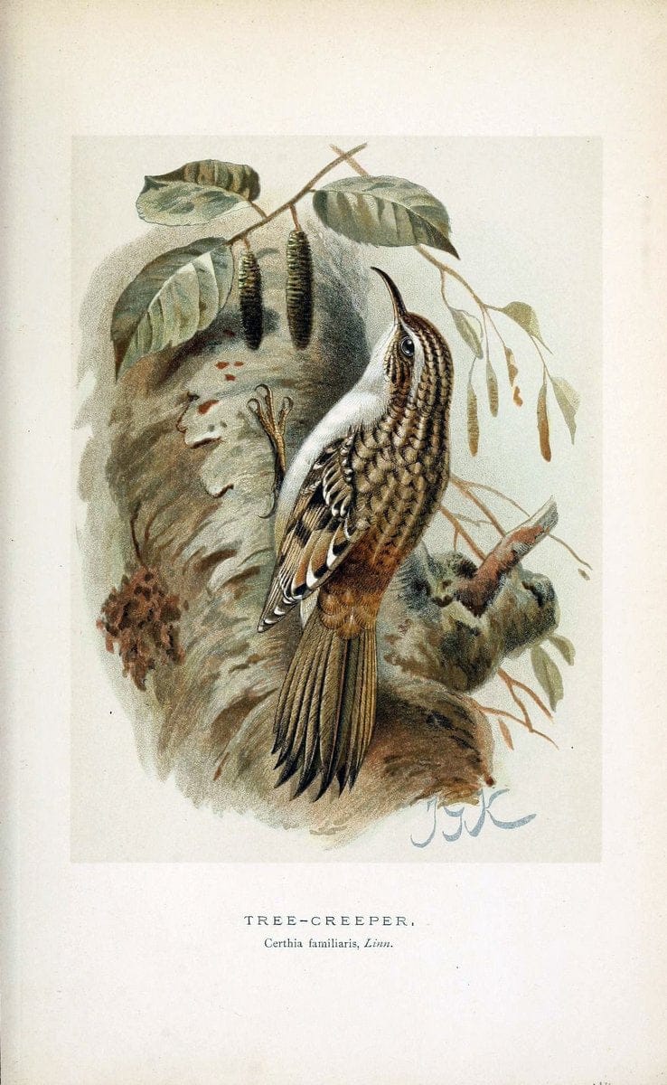 Coloured figures of the birds of the British Islands / issued by Lord Lilford. London :R | 59.82(42) Birds "Great Britain" "Pictorial works"  | Vintage Print Reproduction 457676