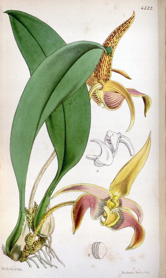 Curtis's botanical magazine. London ;New York [etc.] :Academic Press [etc.]. | Botany Periodicals "Pictorial works"  | Vintage Print Reproduction 457677