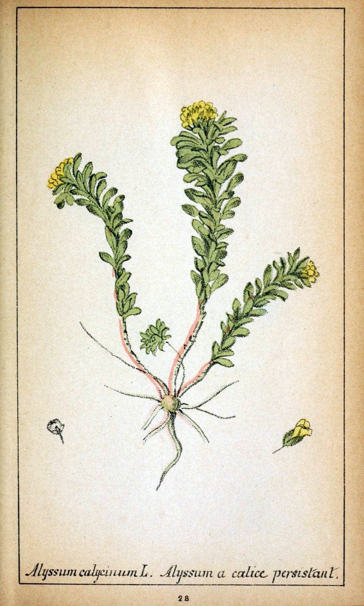 Choix de plantes de l'Europe centrale et particuliÃ¨rement de la Suisse et de la SavoieGe | Europe Central "Pictorial works" Plants "Savoy (France and Italy)" Switzerland  | Vintage Reproduction 457678